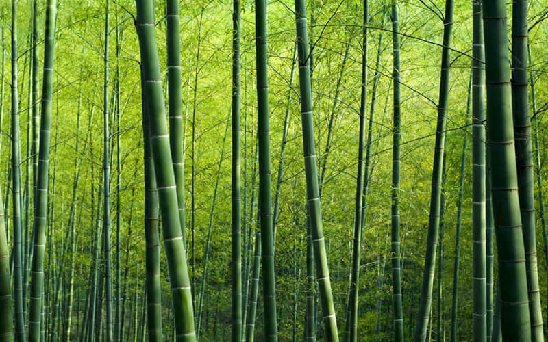 “高级治愈的油菜花文案,赞爆朋友圈”_wishdown.com “高级治愈的油菜花文案,赞爆朋友圈”_wishdown.com