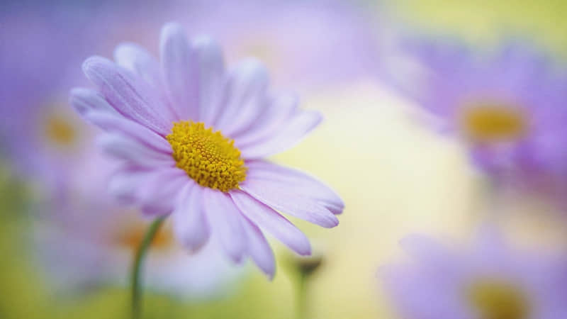 ??2?2?/??.??早安,元宵节快乐,圆圆的汤圆,满满的幸福??_wishdown.com ??2?2?/??.??早安,元宵节快乐,圆圆的汤圆,满满的幸福??_wishdown.com