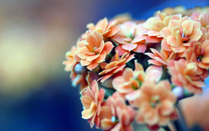 Ԫ����??������Ȧ����������̫�ио���