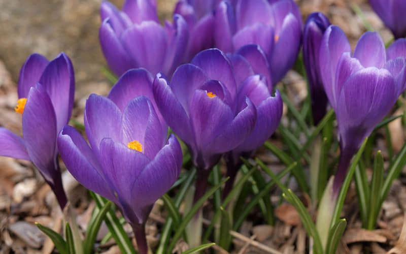 ????????Ԫ��������Ȧ��Ȧ�İ� ??�A???�@?