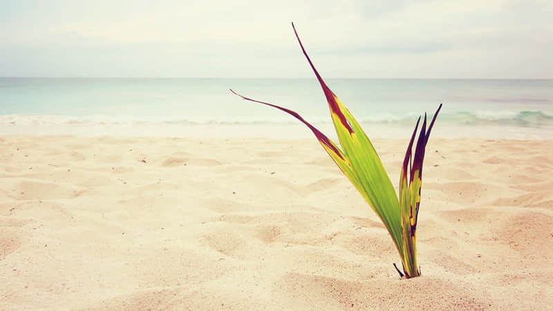 你越会跟男人‘要’,他越爱你_wishdown.com 你越会跟男人‘要’,他越爱你_wishdown.com