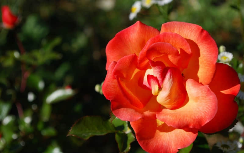 ����Ȧ�����������Ź�������