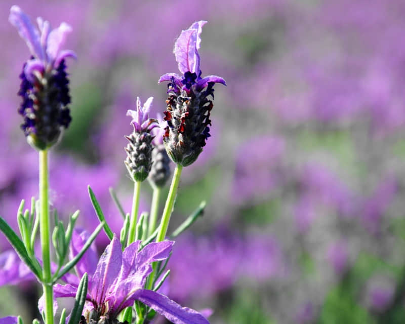 感觉自己活成一座孤岛?把这几句人间清醒背下来??_wishdown.com 感觉自己活成一座孤岛?把这几句人间清醒背下来??_wishdown.com