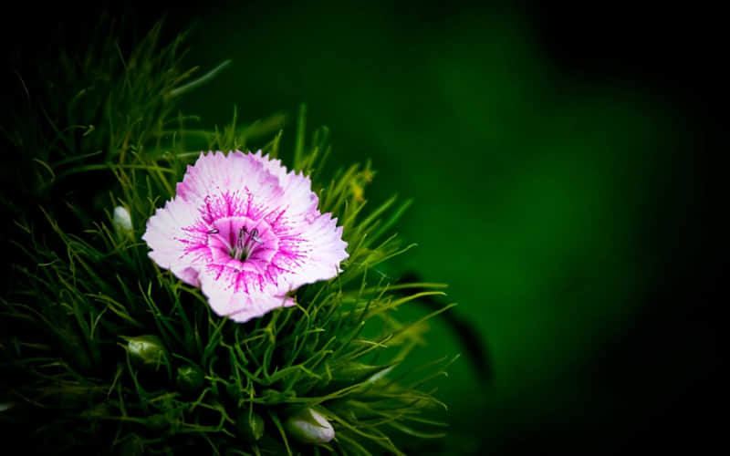 "��������ȴ�ַǳ���ʵ���İ�"??