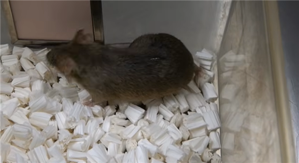 可以无限克隆自己实现永生吗?新研究:第58代时出生即死亡_wishdown.com 可以无限克隆自己实现永生吗?新研究:第58代时出生即死亡_wishdown.com