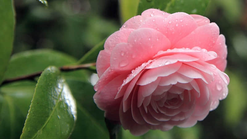 申请好友这样发,对方100%通过??_wishdown.com 申请好友这样发,对方100%通过??_wishdown.com