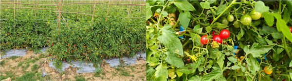 400颗中出一颗的小番茄 1元起拍!每晚8点 超500款新奇特生鲜等你“捡漏”_wishdown.com 400颗中出一颗的小番茄 1元起拍!每晚8点 超500款新奇特生鲜等你“捡漏”_wishdown.com