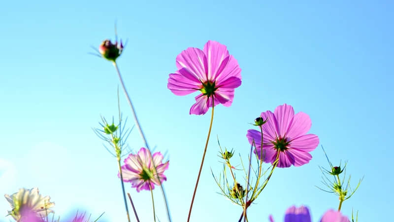 不愧是人民日报,句句温柔又有力量,治愈了我所有的焦虑,值得收藏!????????_wishdown.com 不愧是人民日报,句句温柔又有力量,治愈了我所有的焦虑,值得收藏!????????_wishdown.com