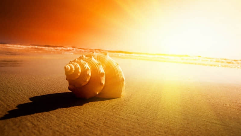 ���һ�����Ը�ͱ���