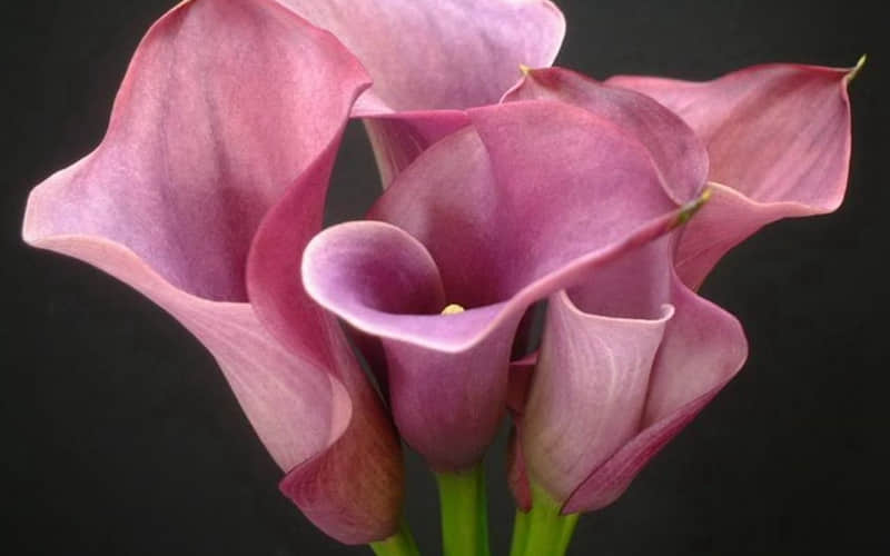 牛马打工人的,疯癫文案_wishdown.com 牛马打工人的,疯癫文案_wishdown.com