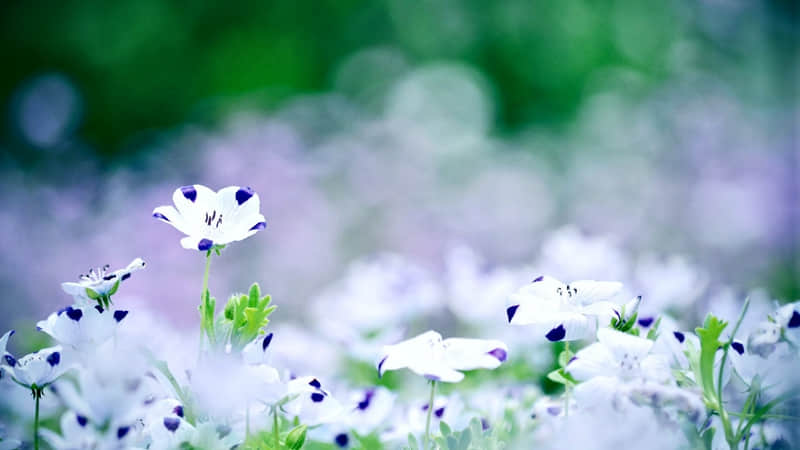 适合春天发朋友圈的高级文案,太有感觉了_wishdown.com 适合春天发朋友圈的高级文案,太有感觉了_wishdown.com