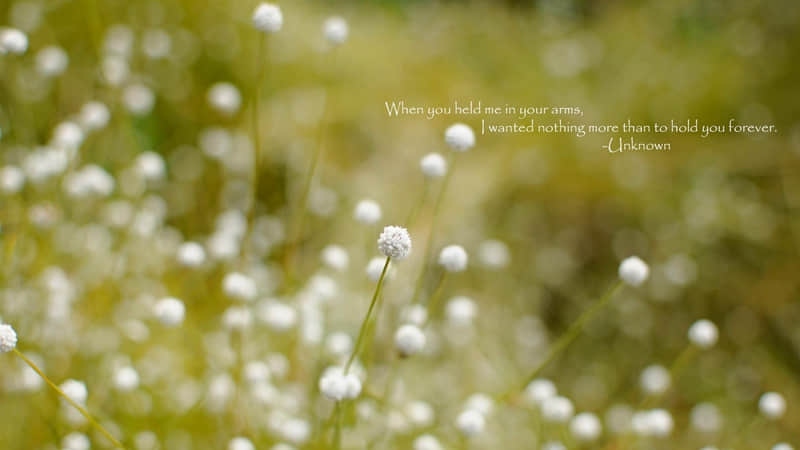 适合春天发朋友圈的高级文案,太有感觉了_wishdown.com 适合春天发朋友圈的高级文案,太有感觉了_wishdown.com