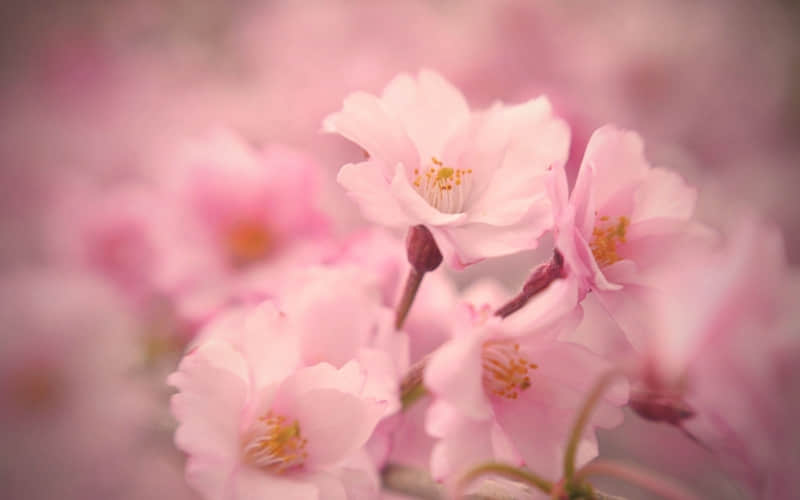 7天销冠朋友圈_wishdown.com 7天销冠朋友圈_wishdown.com