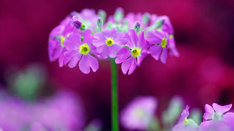 ???????????? ??????春日文案_wishdown.com ???????????? ??????春日文案_wishdown.com