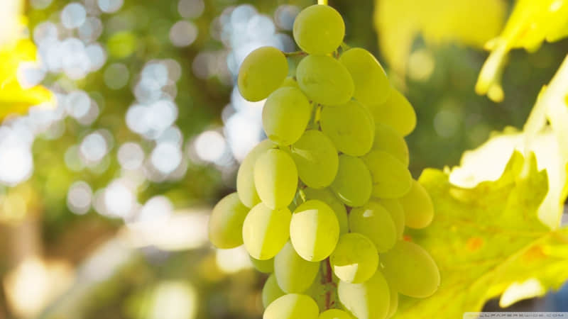 ��Щ�����������Ź�ľ��ӡ�