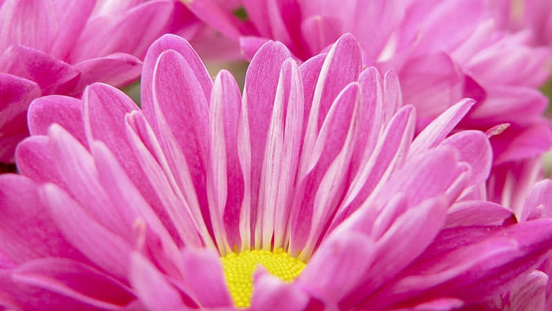 ������Ȧ����ܻ��һ�λ�