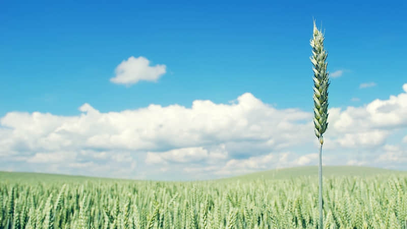 ���������������Ȧ�����İ�