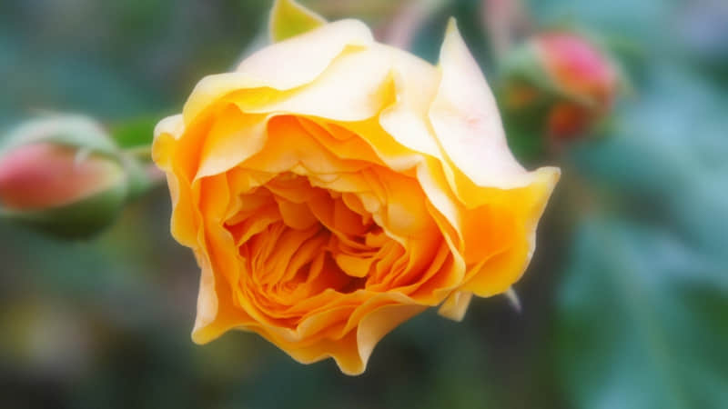 抄一句去恶心死你的朋友_wishdown.com 抄一句去恶心死你的朋友_wishdown.com