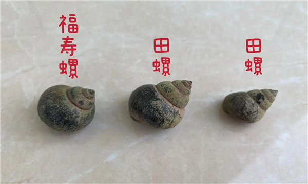 近期福寿螺大量冒出:这种东西身上寄生虫多达6000条 千万别吃!_wishdown.com 近期福寿螺大量冒出:这种东西身上寄生虫多达6000条 千万别吃!_wishdown.com