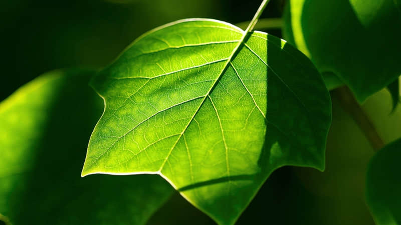 4��5������������Ȧ������