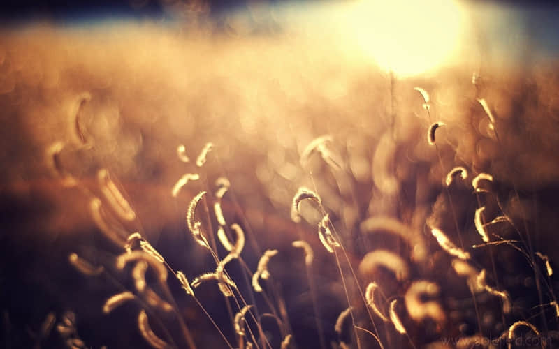 情绪价值拉满的治愈系文案_wishdown.com 情绪价值拉满的治愈系文案_wishdown.com