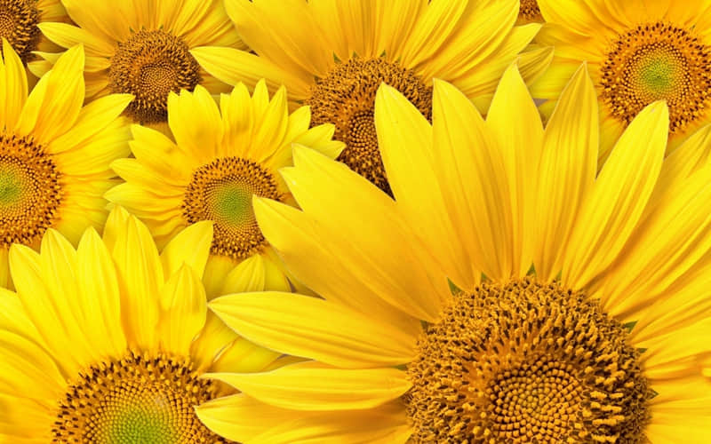 "�ϰ�������Ȧ���������Լ�����ϲ