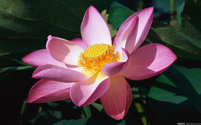 朋友圈最近很火的 我嘛 文案太招财了_wishdown.com 朋友圈最近很火的 我嘛 文案太招财了_wishdown.com