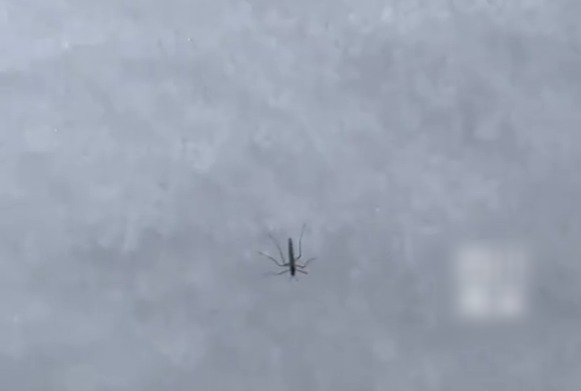 �ں���4700��ѩɽ�����˻����� �����ˣ��ܾ���