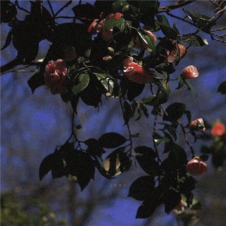 伤感英语网名缩写女生(精选100个)_wishdown.com 伤感英语网名缩写女生(精选100个)_wishdown.com