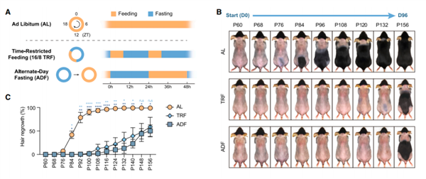 很多人以为超健康!如此吃饭真的可能会让你变秃_wishdown.com 很多人以为超健康!如此吃饭真的可能会让你变秃_wishdown.com