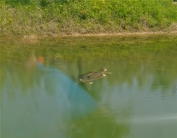 ��������¶��Ķ���й�Ψһһֻ�߱���ա�����������100����