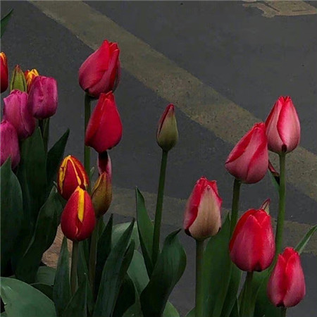 伤感诗句取名字网名女生(精选100个)_wishdown.com 伤感诗句取名字网名女生(精选100个)_wishdown.com