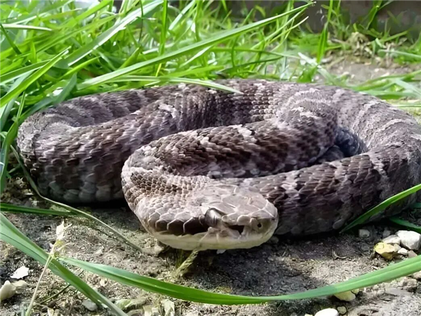 �ò���ʧ Ů�ӻ����ժҰ�۲˱�����ҧ���֣��˲���û��