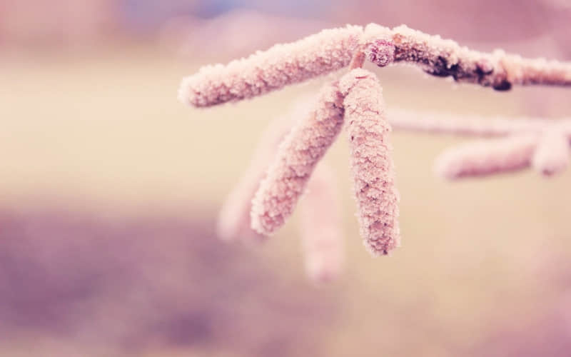 ��ƪ��ûԵ��