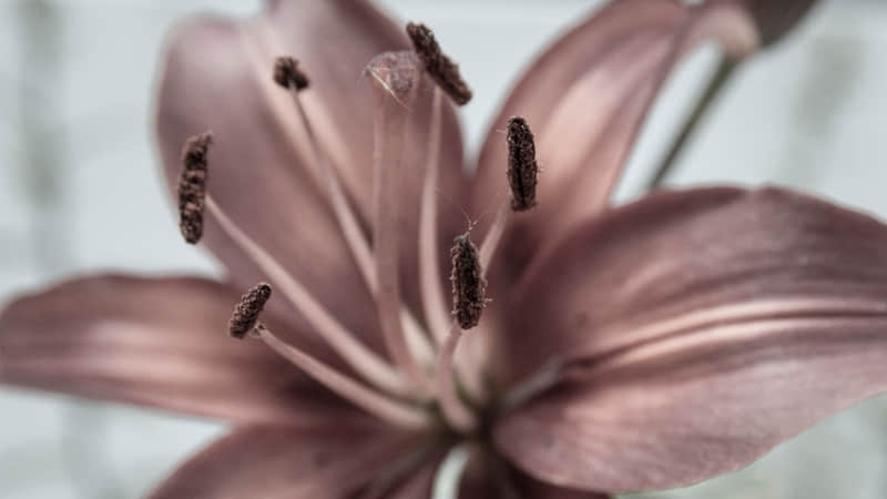 朋友圈近期很火的 我嘛 文案_wishdown.com 朋友圈近期很火的 我嘛 文案_wishdown.com