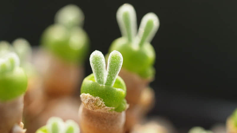 ����İ�̫�ио���