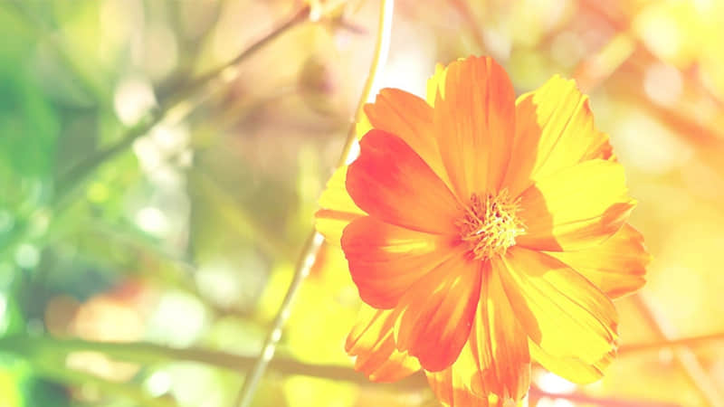 人民日报顶级金句三观正温柔有力量句句惊鸿_wishdown.com 人民日报顶级金句三观正温柔有力量句句惊鸿_wishdown.com