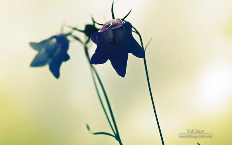 愿力是你最强大的超能力_wishdown.com 愿力是你最强大的超能力_wishdown.com