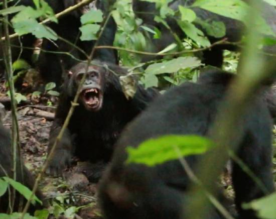 科学家首次见证猩猩帝国内战:28惨死 父子反目成仇敌_wishdown.com 科学家首次见证猩猩帝国内战:28惨死 父子反目成仇敌_wishdown.com