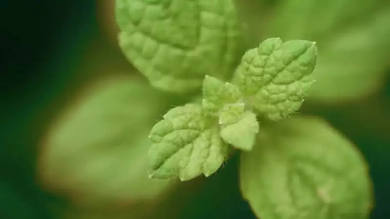 聊天你要带点梗笑死人_wishdown.com 聊天你要带点梗笑死人_wishdown.com