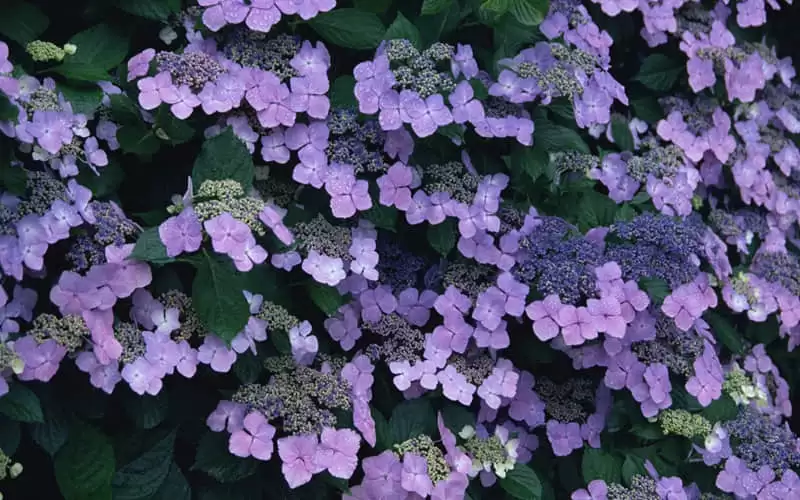 ��ˮ���ɾ�������΢���ǳ�