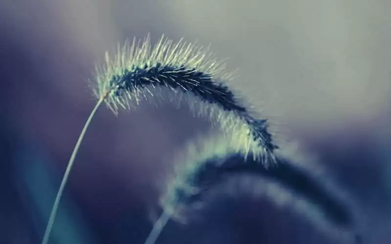 "��Ȼ�Ķ��ĸ������"