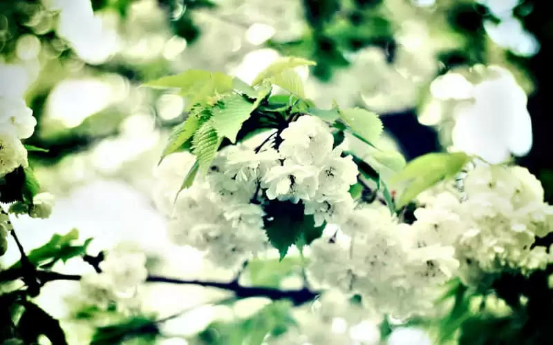 ���ǵ������籾����Ҫ��ɱ��˵ķ���