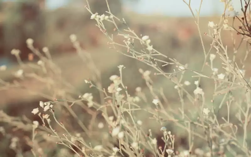 ���ɼ�������