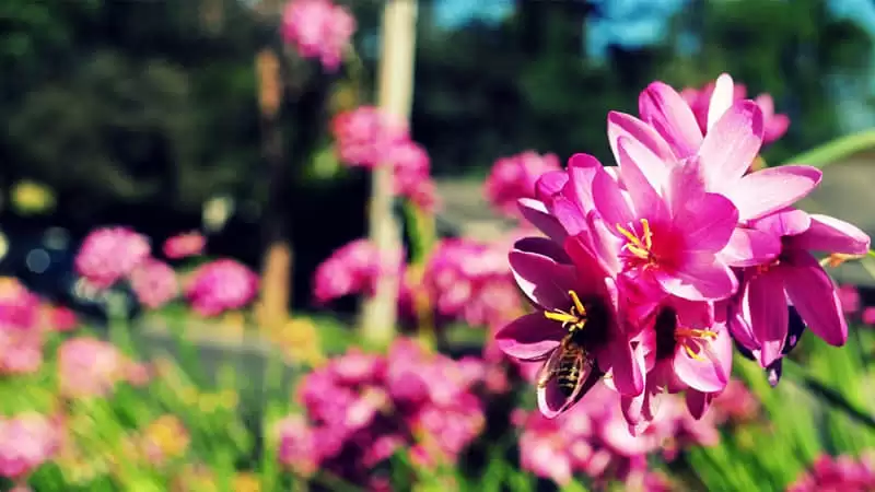 ��ĳ��ι��������ֵ �������벻����