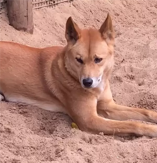 ��ũ���ơ���������Ұ�����������ʳ�� �����ܲ�ʳ����