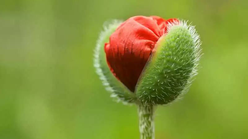 �ʺ��ö��İ������İ�