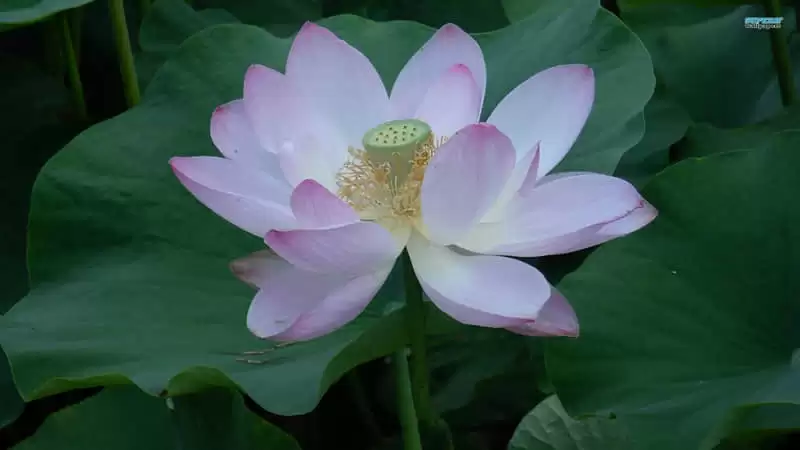 �簲�뷢һ����һ��������Ȧ