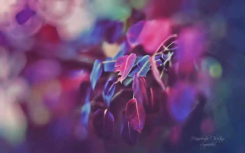 "����İ�̫�ио��� "