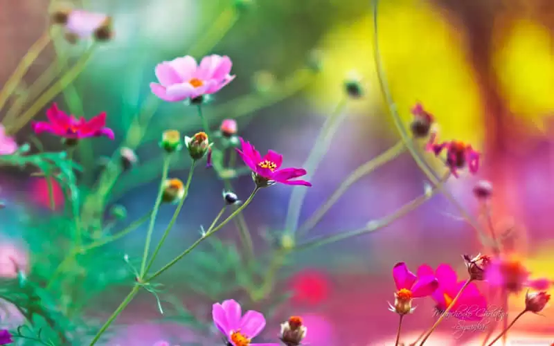 ����һ�����췢����һ��������Ȧ